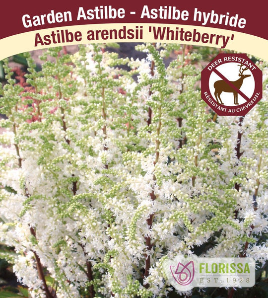 Astilbe - Whiteberry, 1 Pack