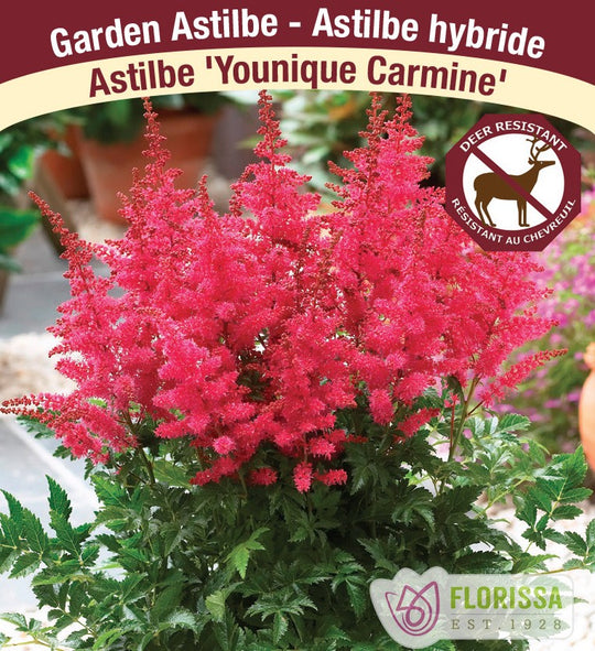 Astilbe - Younique Carmine, 1 Pack