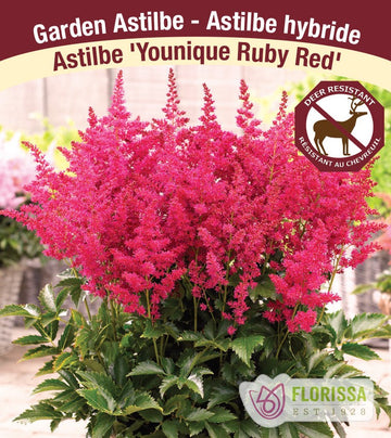 Astilbe - Younique Ruby Red, 1 Pack