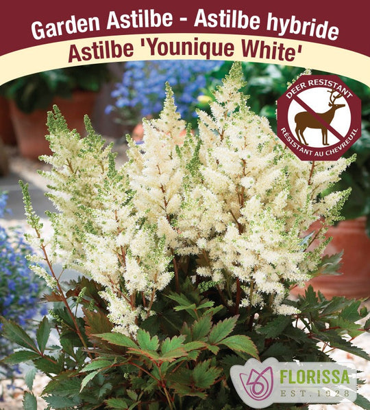 Astilbe - Younique White, 1 Pack