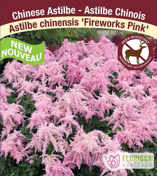 Astilbe - Fireworks Pink , 1 Pack