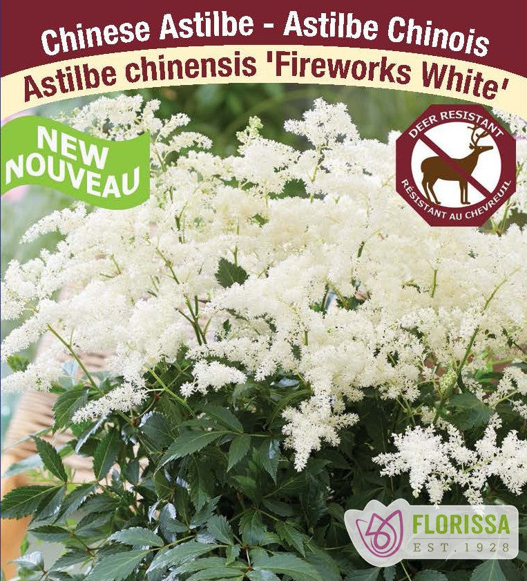 Astilbe - Fireworks White, 1 Pack