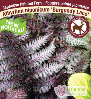 Japanese Painted Fern - Burgundy Lace, 1 Pack