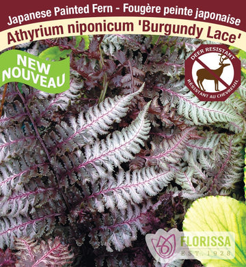 Japanese Painted Fern - Burgundy Lace, 1 Pack