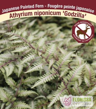 Japanese Lady Fern - Godzilla, 1 Pack