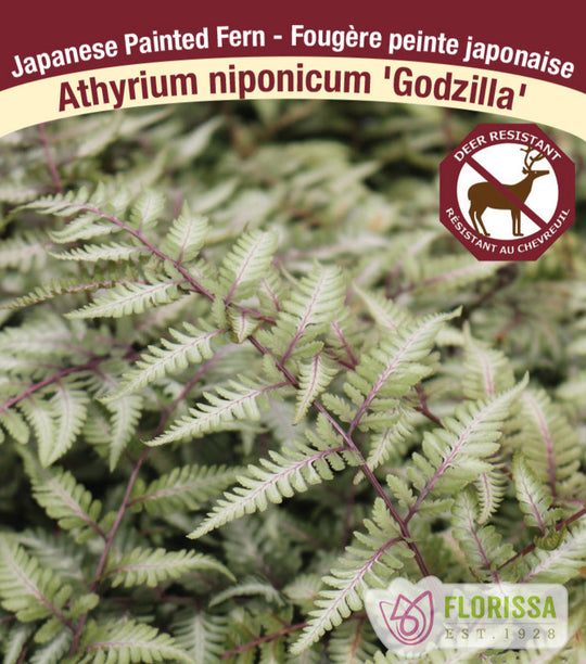 Lady Fern - Godzilla, 1 Pack