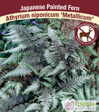 Japanese Painted Fern - Metallicum, 1 Pack