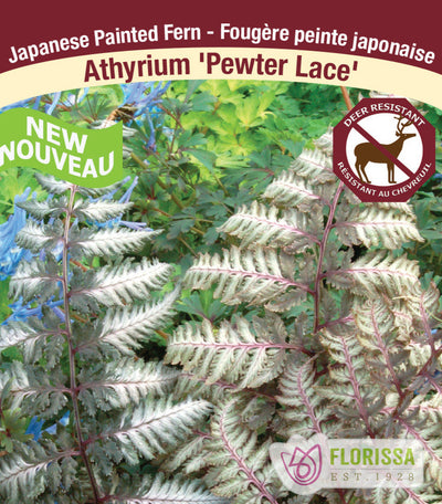 Lady Fern - Pewter Lace, 1 Pack