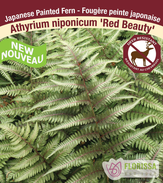 Lady Fern - Red Beauty, 1 Pack