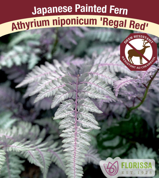 Lady Fern - Regal Red, 1 Pack