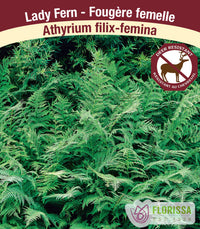 Lady Fern - filix-femina, 1 Pack