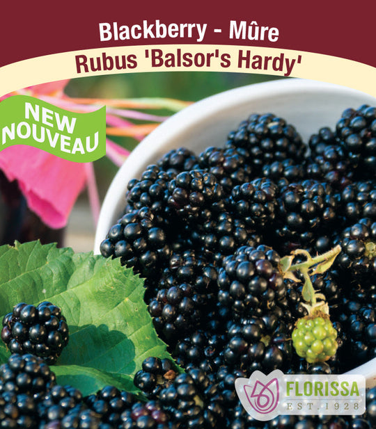 Blackberry - Balsor's Hardy