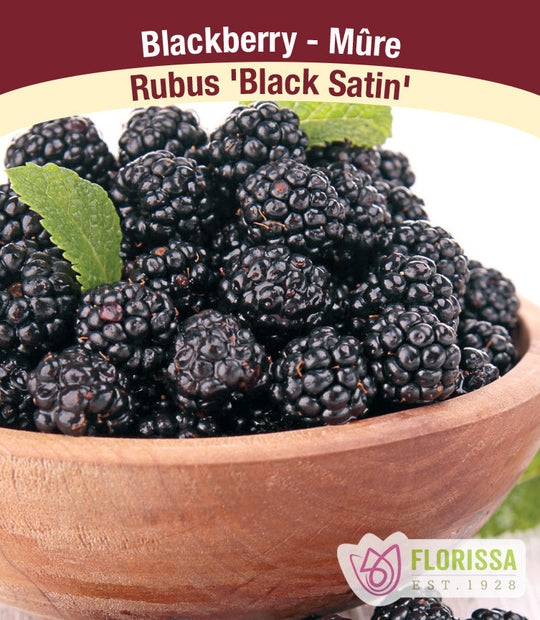 Blackberry - Black Satin, Thornless