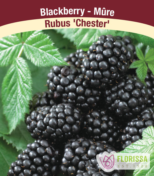 Blackberry - Chester, Thornless