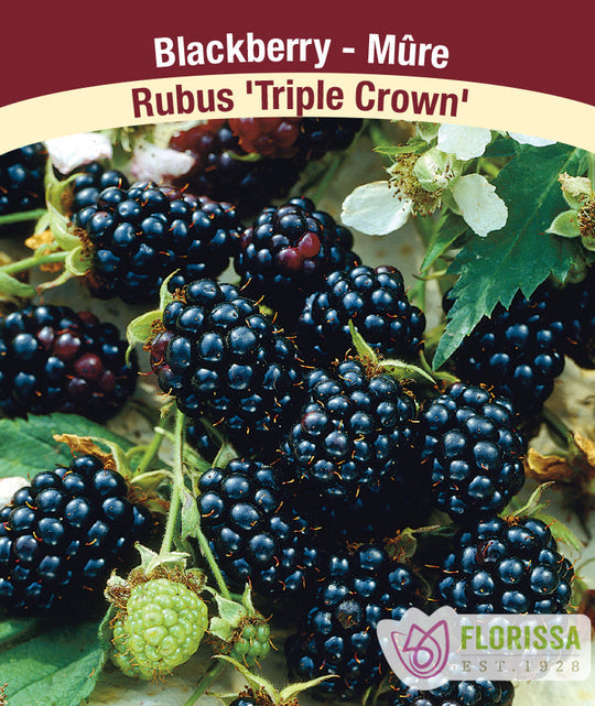 Blackberry - Triple Crown, Thornless