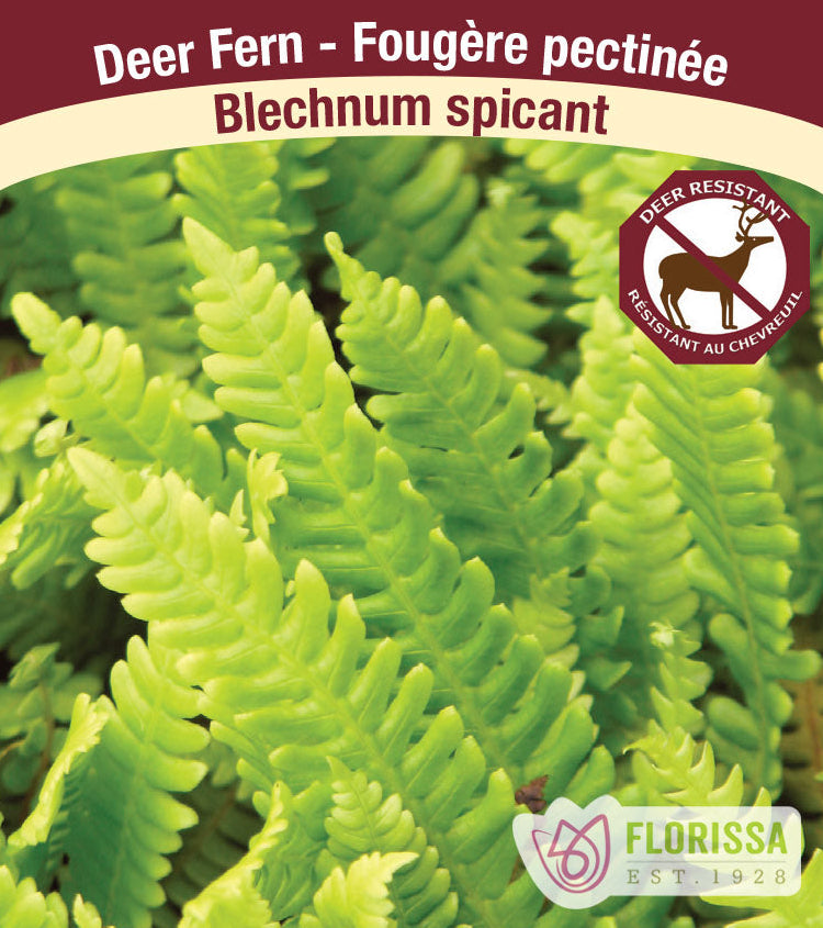 Deer Fern - Blechnum spicant, 1 Pack