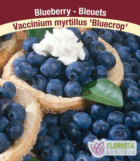 Blueberry - Bluecrop