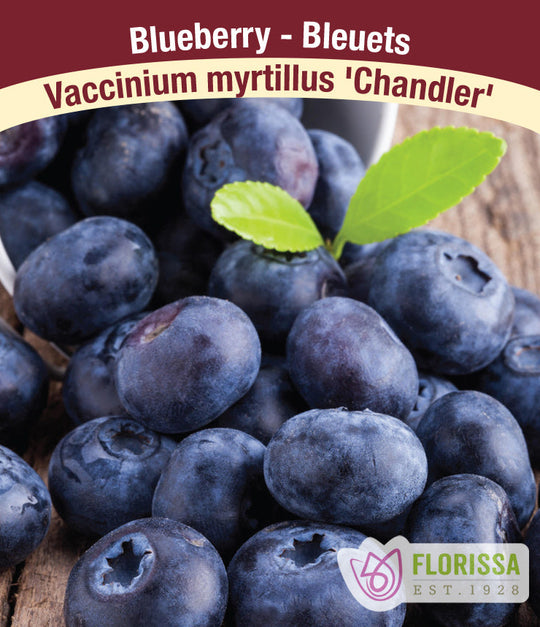 Blueberry - Chandler