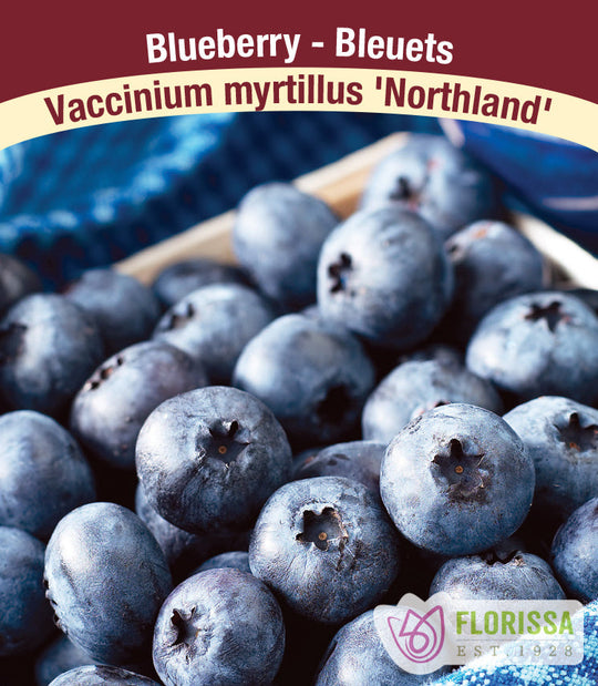 Blueberry - Northland