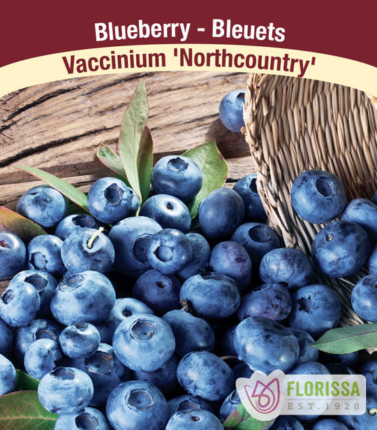 Blueberry - Northcountry