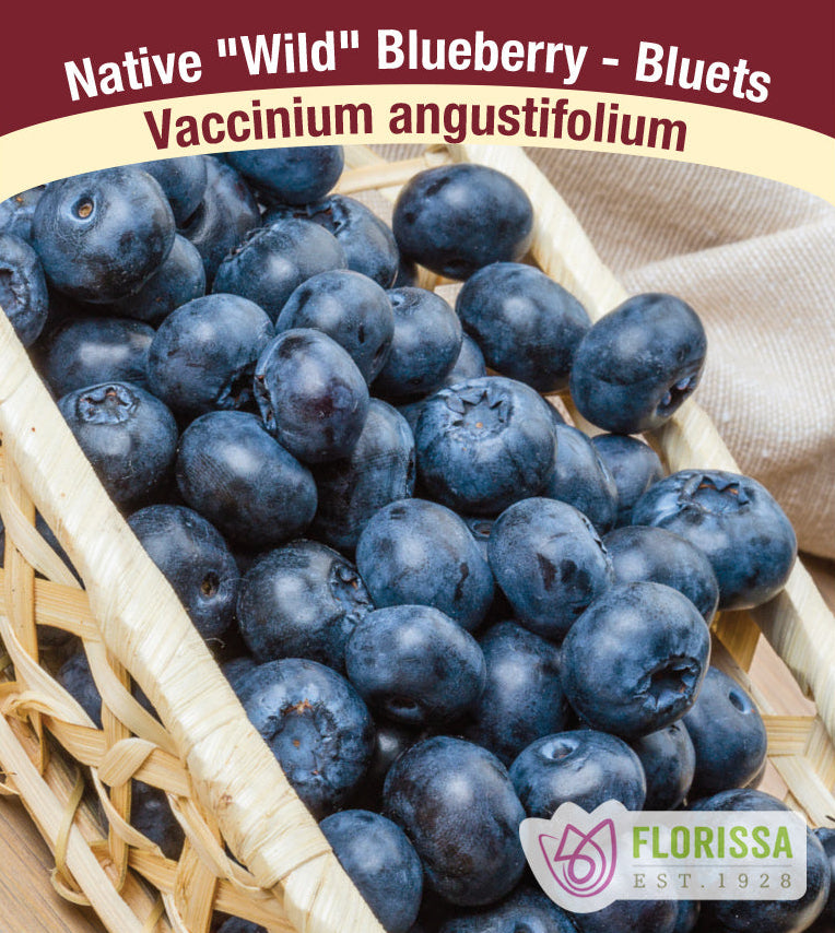 Blueberry - Native, Wild Angustifolium