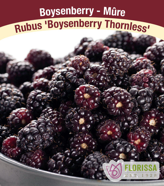 Boysenberry - Thornless