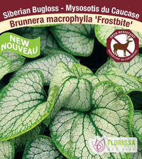 Brunnera - Frostbite, 1 Pack