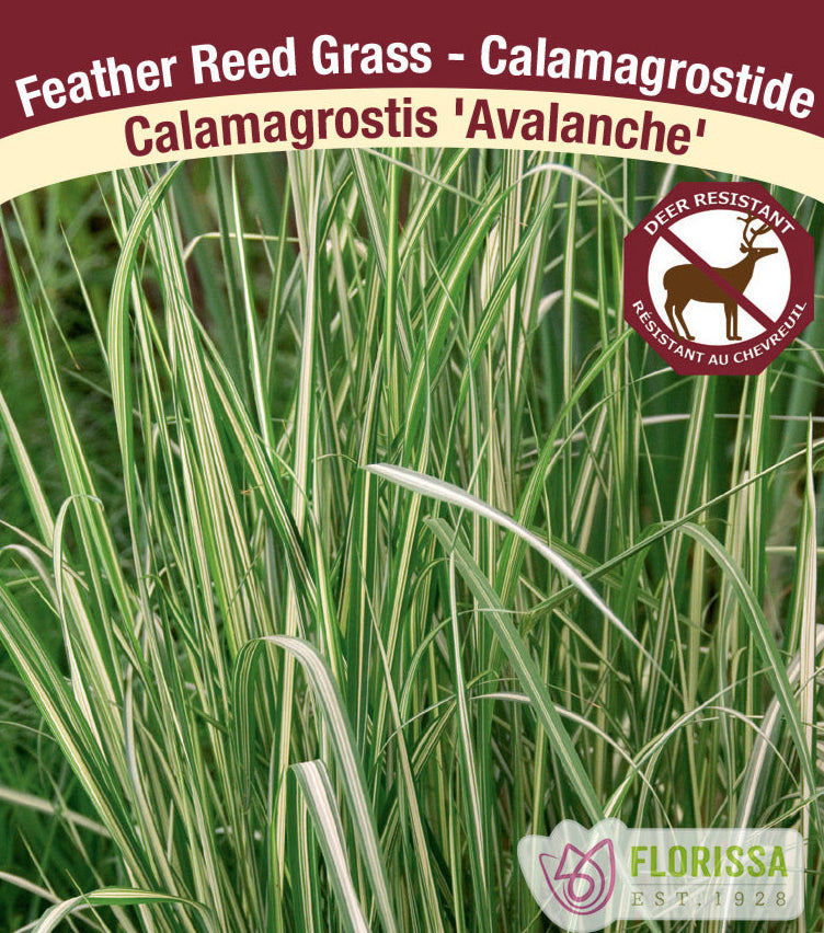 Feathergrass - Calamagrostis acutiflora Avalanche, 1 Pack