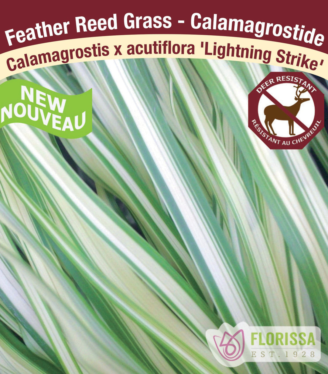 Feathergrass - Calamagrostis acutiflora Lighting Strike, 1 Pack