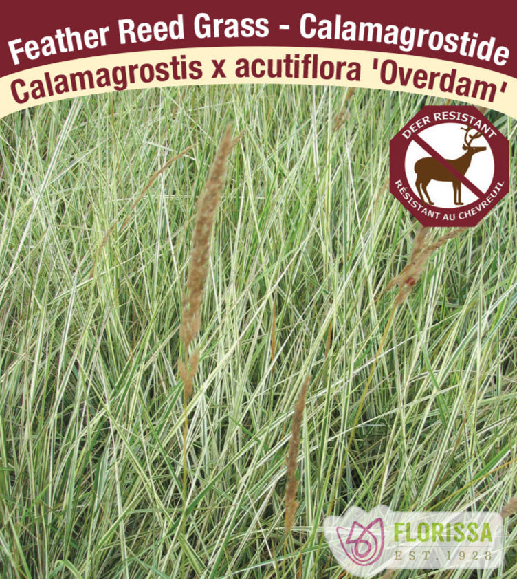 Feathergrass - Calamagrostis acutiflora Overdam, 1 Pack
