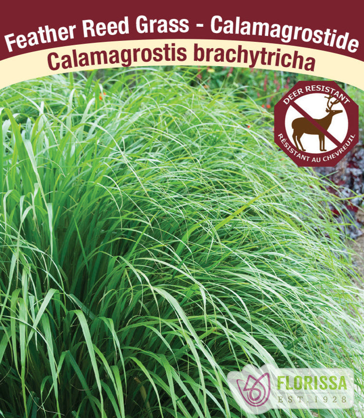 Calamagrostis brachytricha, 1 Pack