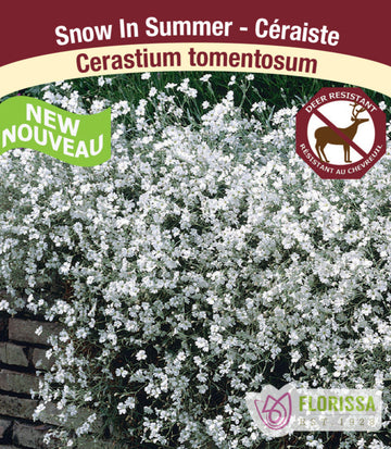 Cerastium - Tomentosum, 1 Pack