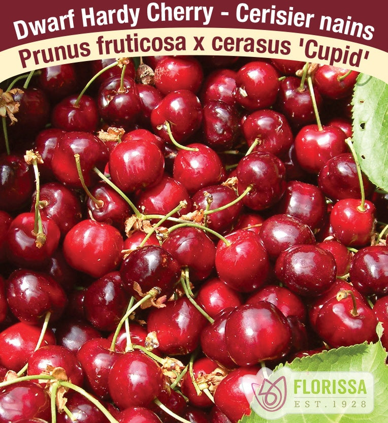 Dwarf Hardy Cherry Plants