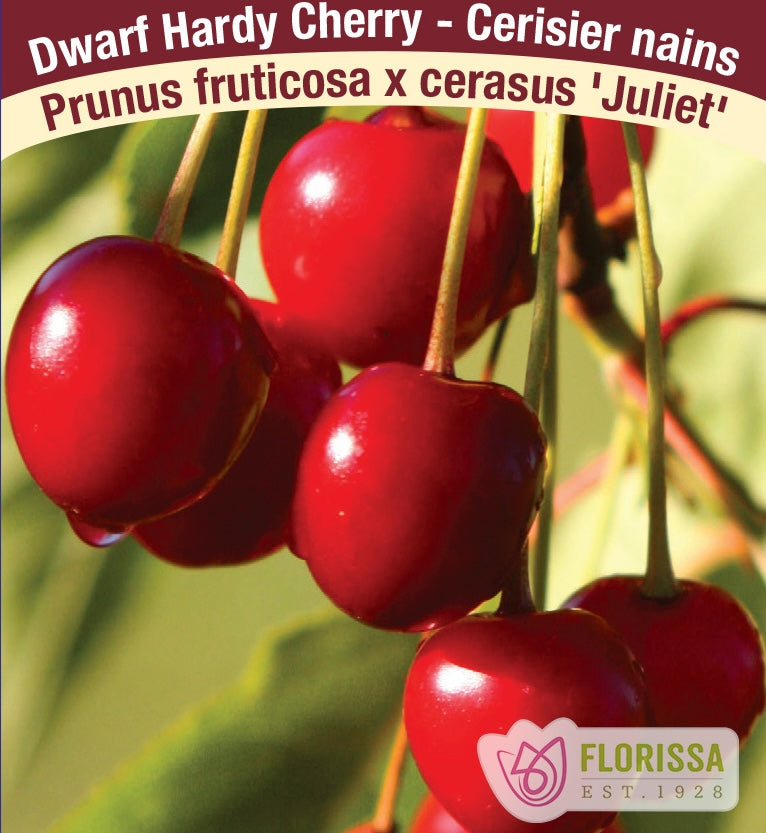 Dwarf Hardy Cherry Plants