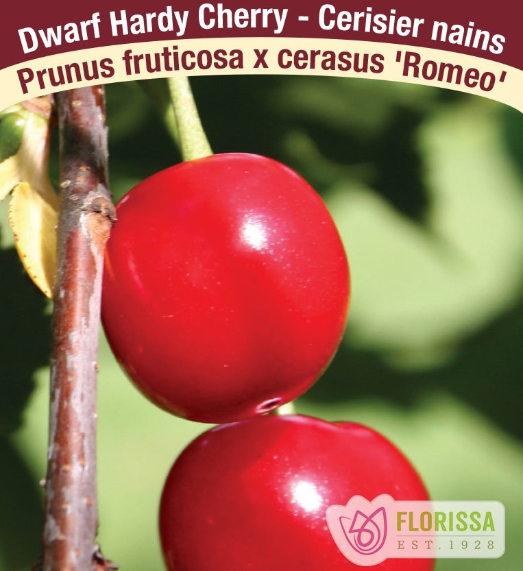 Dwarf Hardy Cherry Plants