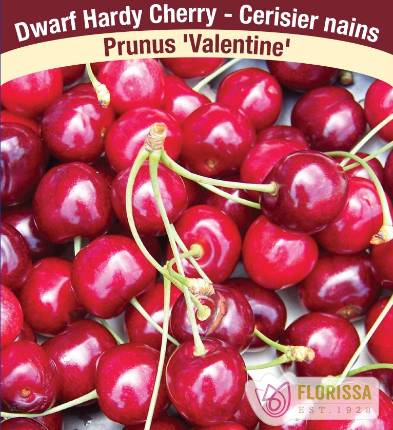 Dwarf Hardy Cherry Plants