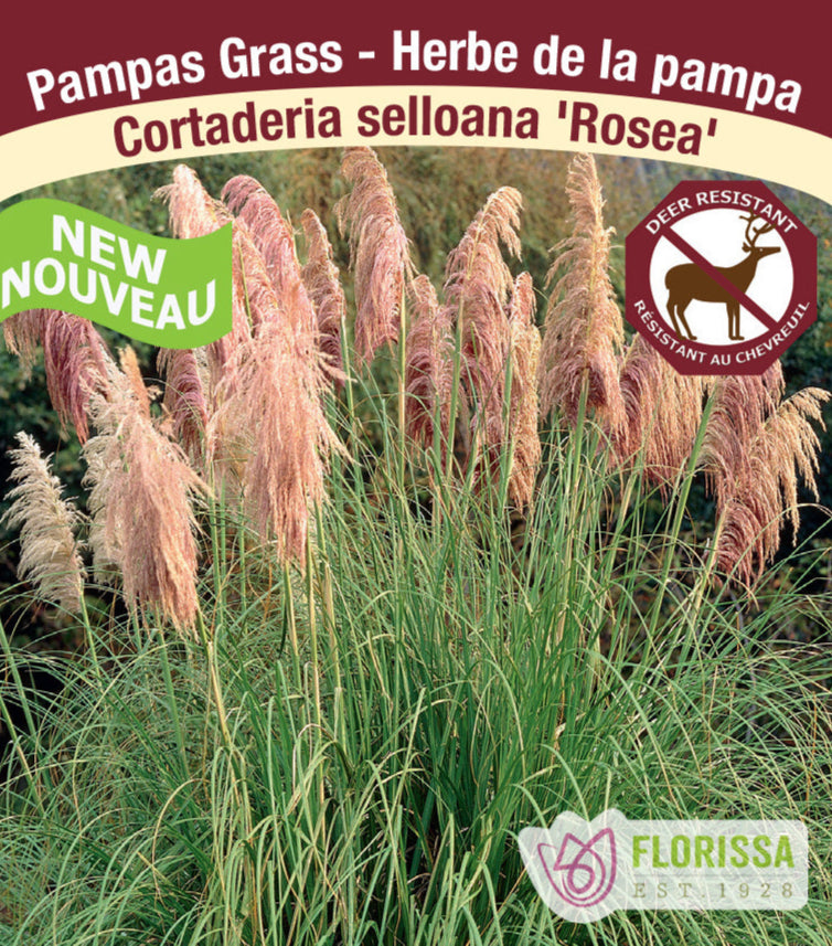 Pampas Grass - Cortaderia selloana Rosea, 1 Pack
