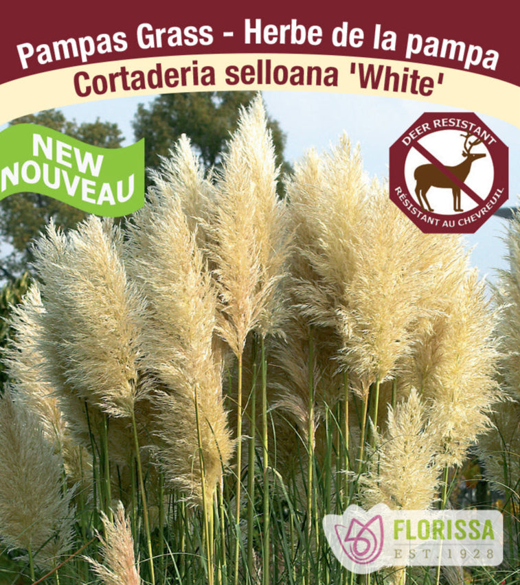 Pampas Grass - Cortaderia selloana White, 1 Pack