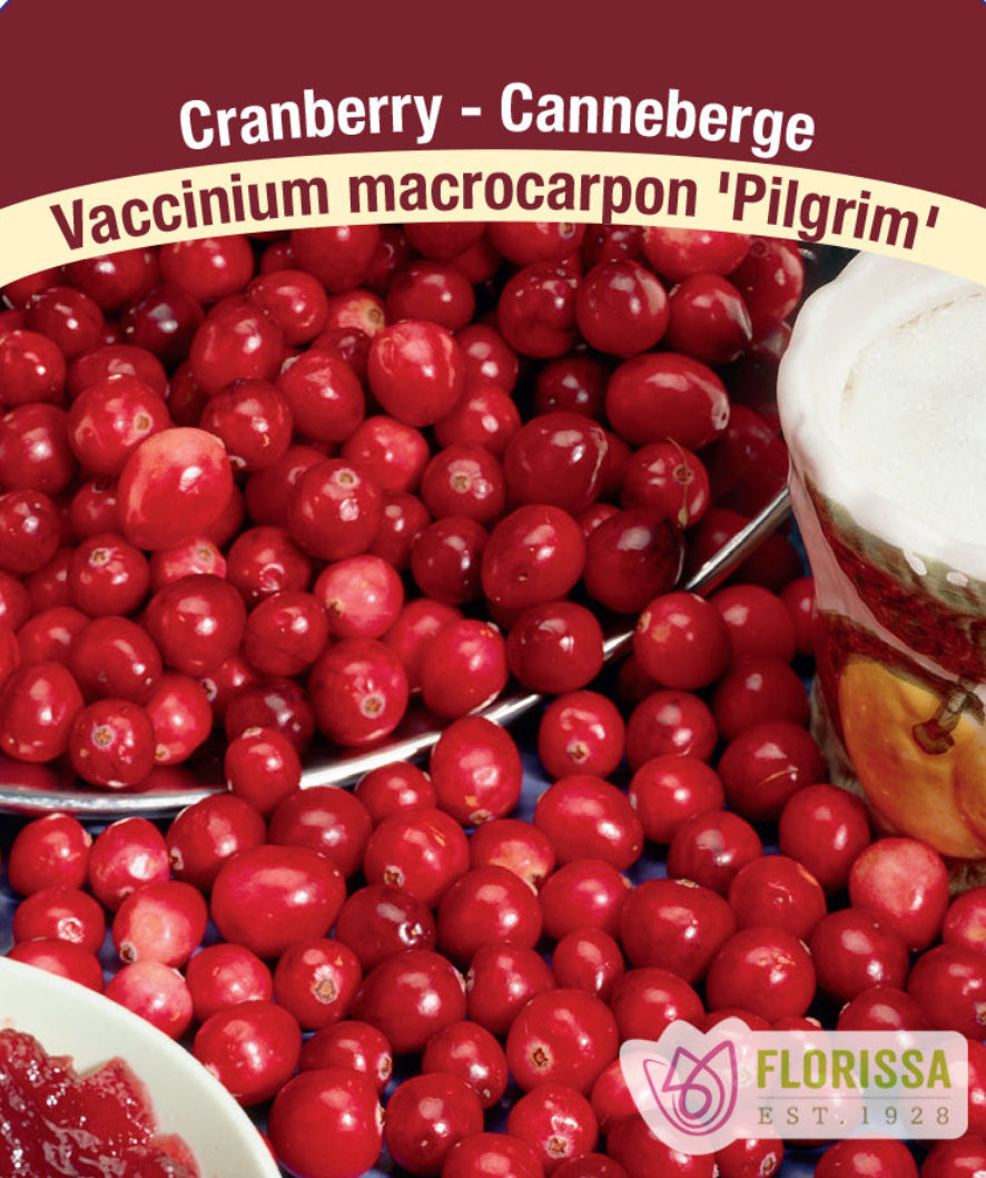 Cranberry - Pilgrim