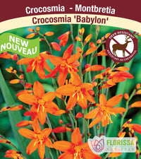 Crocosmia - Babylon, 1 Pack