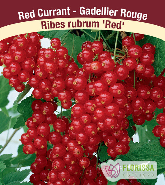 Currant - Red