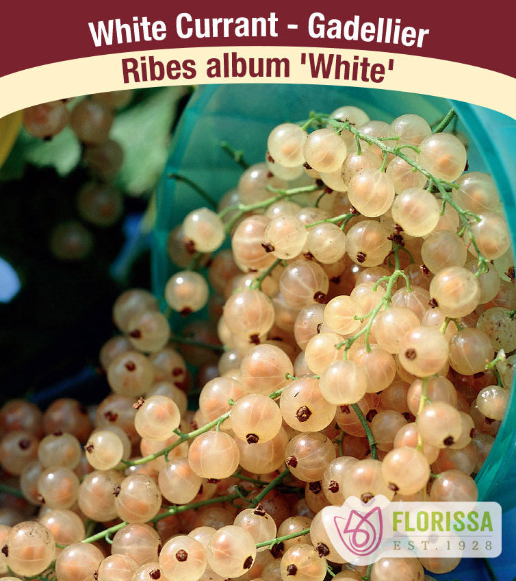 Currant - White