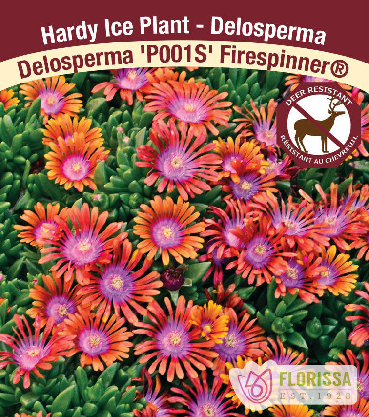 Delosperma - Hardy Ice Plant - Firespinner, 1 Pack