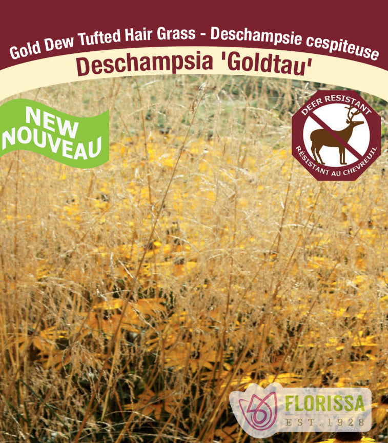 Tuft Hair Grass - Goldtau, 1 Pack