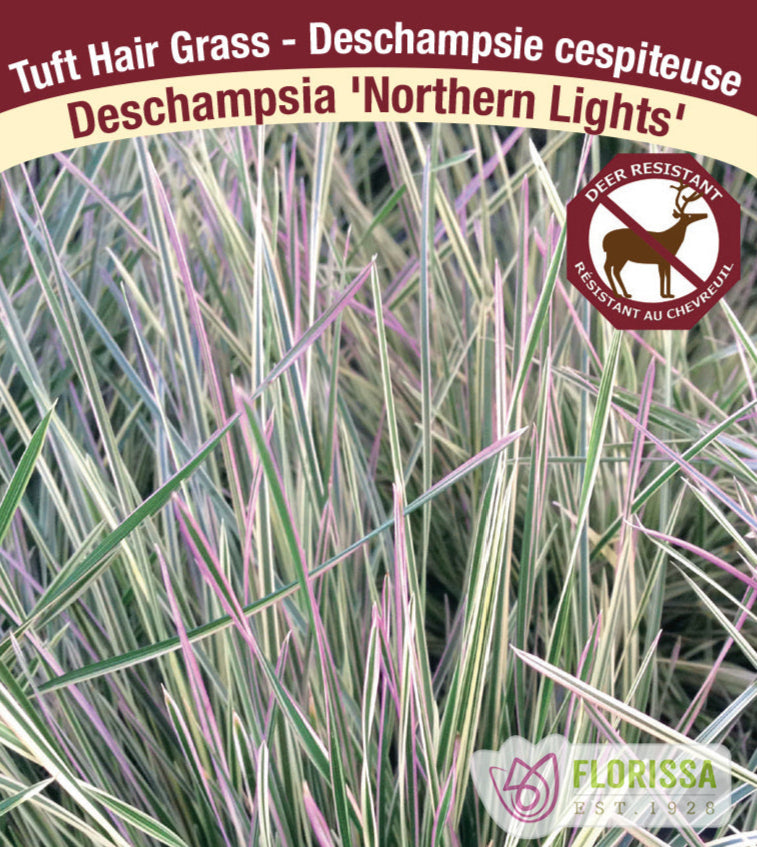 Deschampsia cespitosa - Northern Lights, 1 Pack