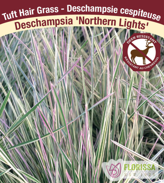 Tuft Hair Grass - Northern Lights, 1 Pack