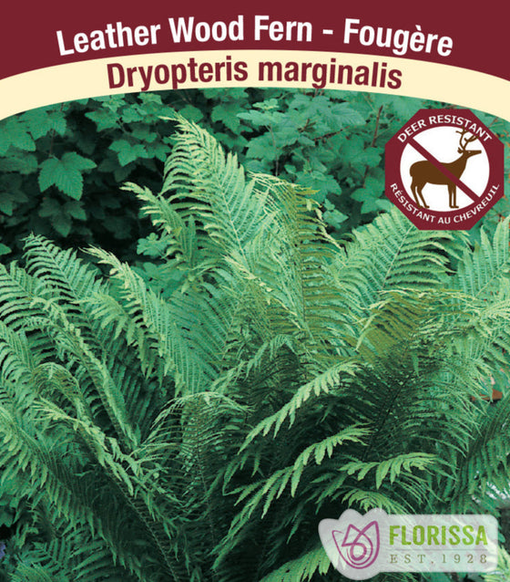 Leather Wood Fern - Dryopteris marginalis, 1 Pack