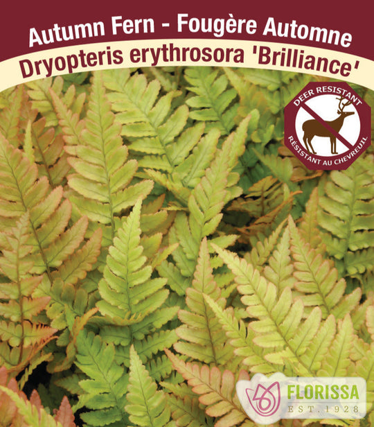 Shield Fern - Brilliance, 1 Pack