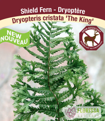 Shield Fern - The King, 1 Pack