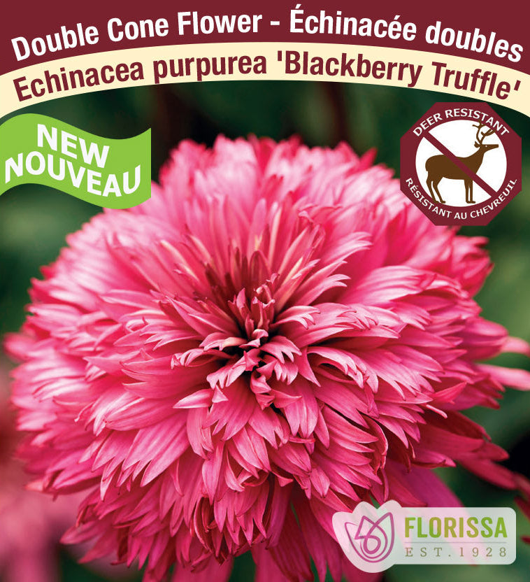 Echinacea - Blackberry Truffle, 1 Pack